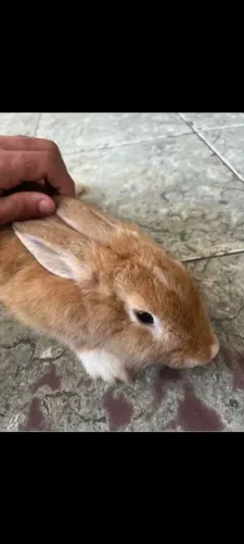 Coelho