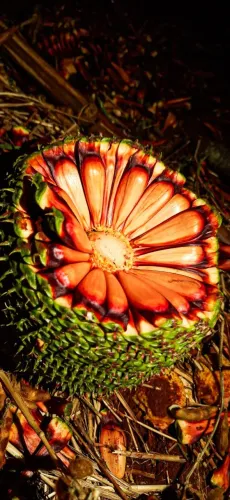 Pinhão Fresco Safra Nova - R$ 6,50/kg muitos capões * 