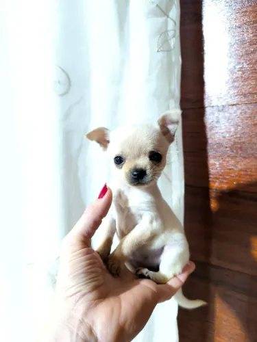 Chihuahua fêmea miniatura 