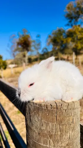 Coelhos MINI LION