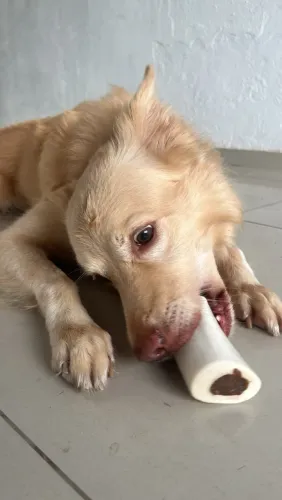 Cachorro para doação
