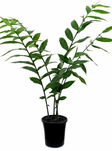 Planta gengibre 