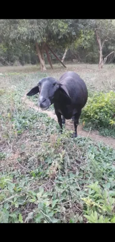 Carneira