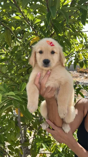 GOLDEN RETRIEVER