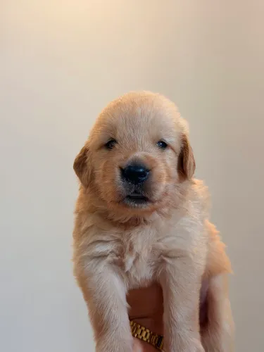 Golden Retriever filhote 
