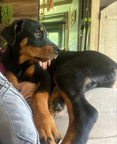 ADOÇÃO RESPONSÁVEL ?UMA ROTTWEILER QUE MERECE UMA VIDA CHEIA DE AMOR ?