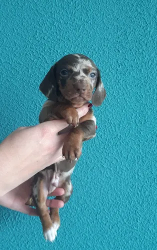 Disponível dois lindos filhotes de Dachshund