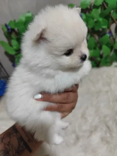 Filhote de Spitz Alemão Uma Fofura Que Vai Ganhar Seu Coração