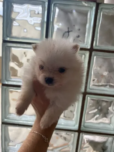 Filhote Lulu da pomerânia