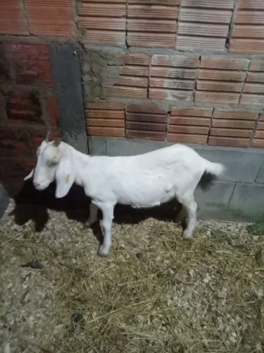 Cabrita