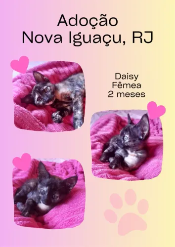 Gatinha para adoção em Nova Iguaçu