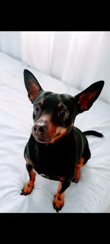 Adoção/ doação cachorro porte pequeno