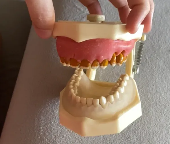 Manequim de Periodontia F 309