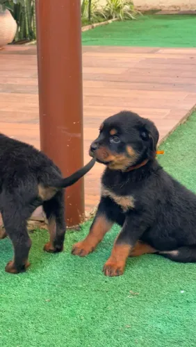Filhotes de rottweiler 