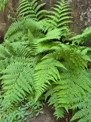 Mudas de Samambaia