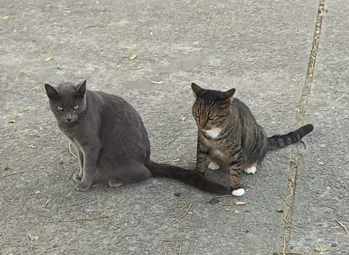 Lindas Gatinhas para adoção - Mãe e filha - Rio de Janeiro