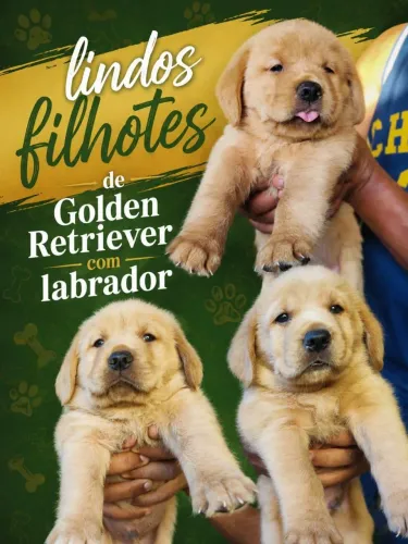 Lindos Filhotes de Goldador (Golden Retriever + Labrador)