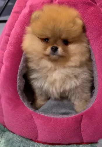 Cachorro Spitz Alemao filhote legitimo pais selecionados