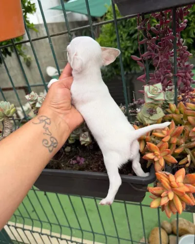 Filhotes chihuahua