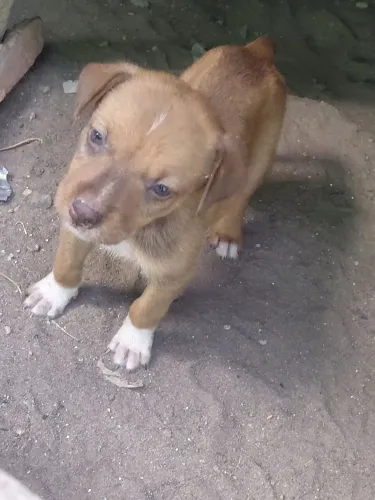 Doação de pets