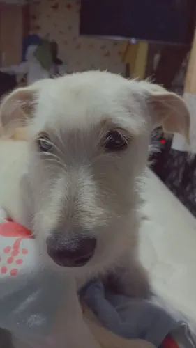 Estou doando essa cachorrinha