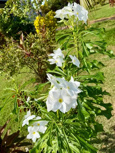 PLANTA JASMIM DO CARIBE
