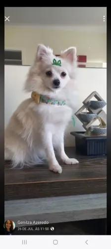 vendo lindo machinho tem 6 meses,está na troca de pelagem .Todas as vacinas em dia.