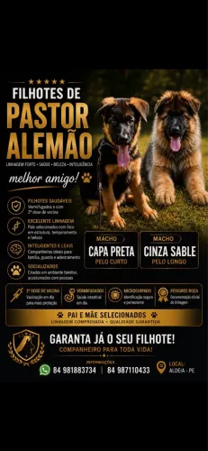 Vendo filhotes de Pastor Alemão