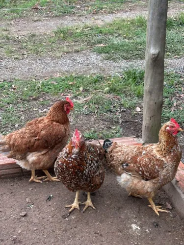 Aves e Ovos