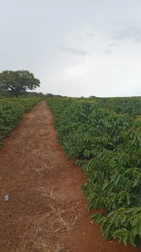 Fazendinha de café em Araguari