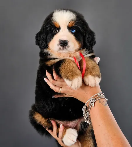 Bernese mountain fêmea com heterocromia
