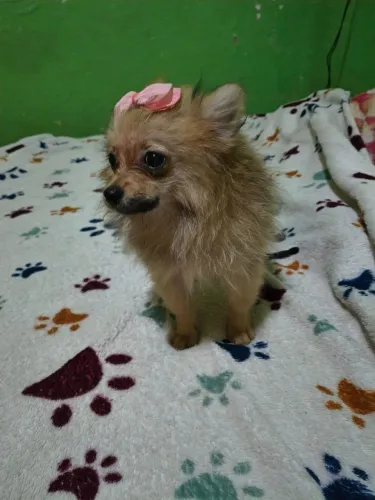 Filhota de Spitz Alemão anão fêmea (leia o anúncio com atenção)