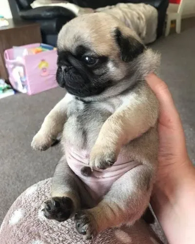 Filhotes de Pug aproveite o presente para sua mãe!