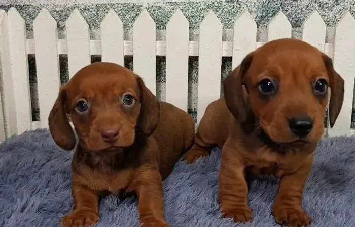 Cachorro filhote dachshund/teckel/basset/salsicha/cofap saudável
