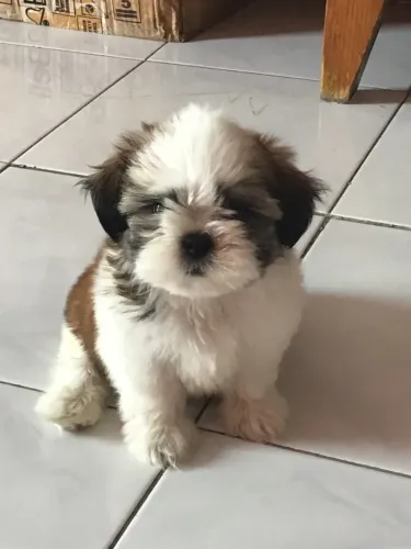 Filhotes de Shih Tzu | Seu companheiro perfeito!