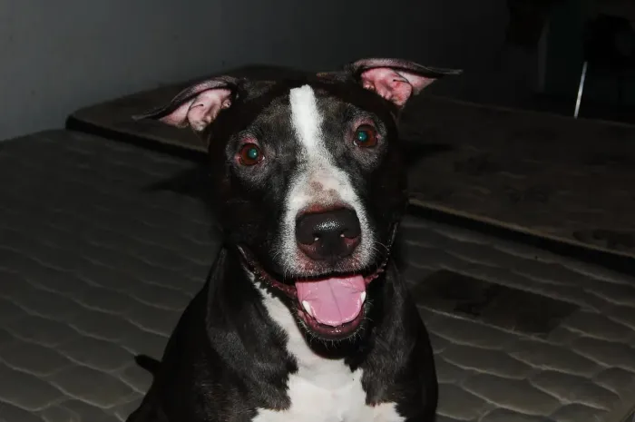 PITBULL FEMEA PARA ADOÇÃO