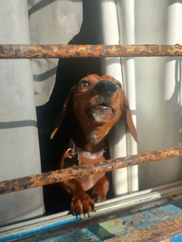 Dachshun puro para reprodução
