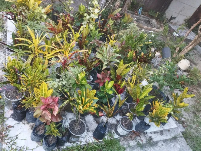 crótons variados