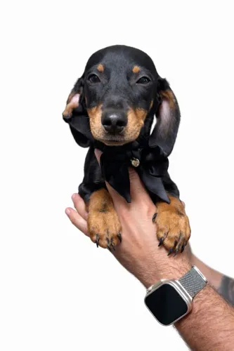 Dachshund selecionado disponível