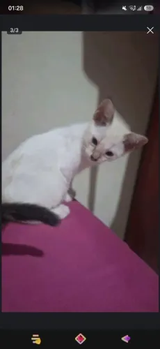 Gatinha para adoção
