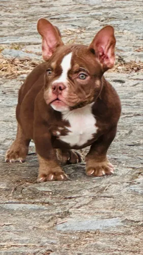 Filhotes de American Bully