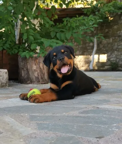 Rottwailer - Sorrisos Em Forma De Latidos