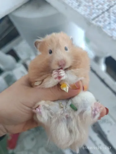 Hamster Sírio e Angorá peludo em Maceió 