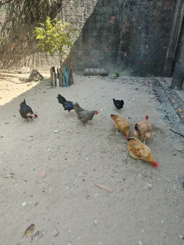 Galinhas e galo