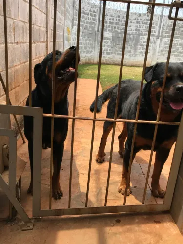 Filhotes Rottweiler cabeça de touro
