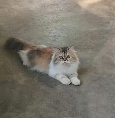 Gata persa 