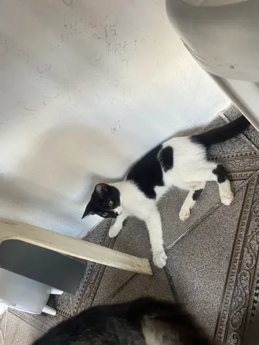 Gatinho pra doacao