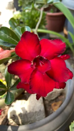 Sementes Rosa do deserto