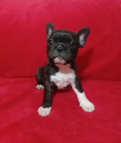 Bulldog Francês
