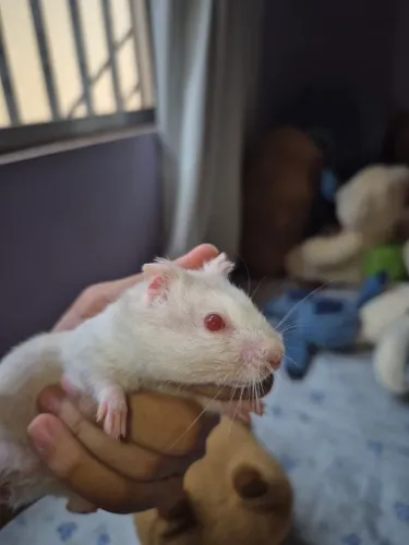 Vende-se casal de hamster